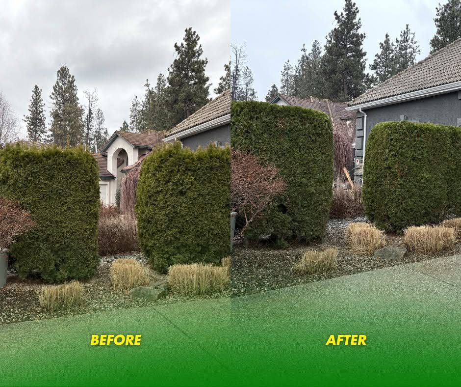 Before and after: Overgrown cedars trimmed back into a clean line