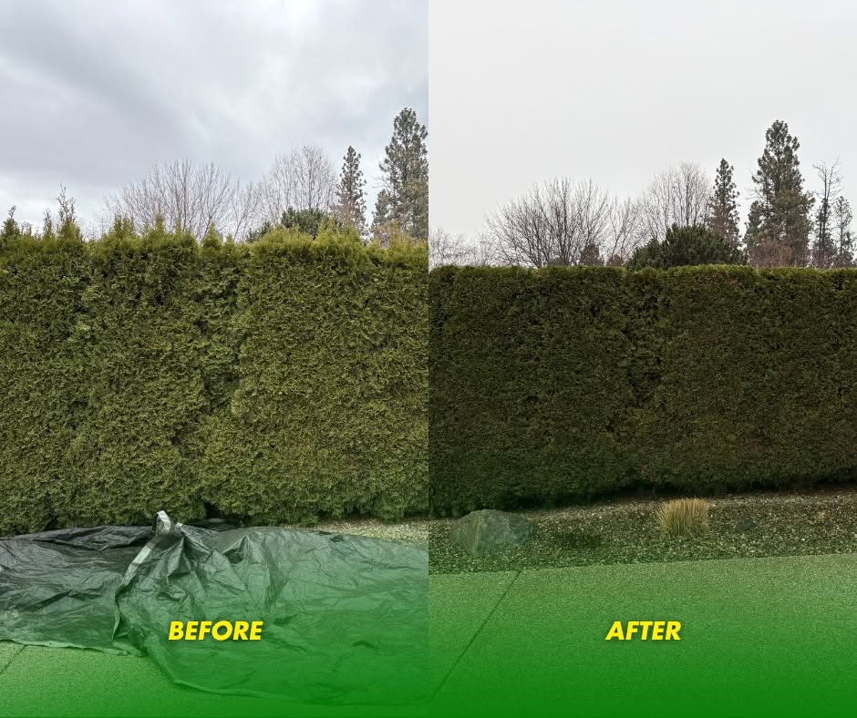 Before and after: Hedge trimmings cleared away, tarp and all