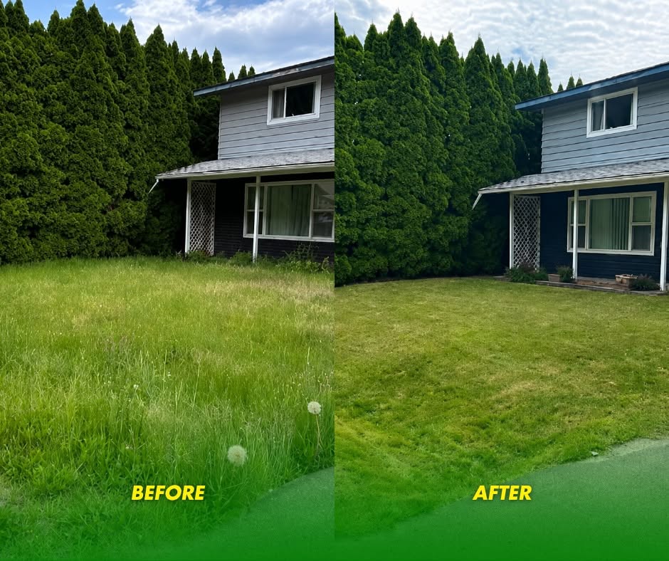 Before and after: Overgrown and shaggy to freshly cut