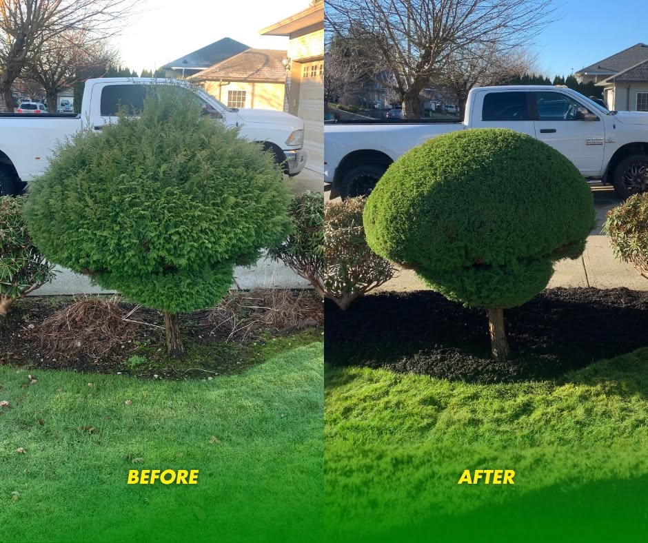 Before and after: A tired shrub pruned into a clean, healthy shape