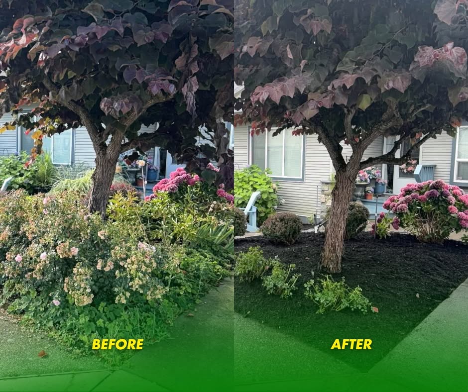 Before and after: A tree bed cleaned up and freshly mulched