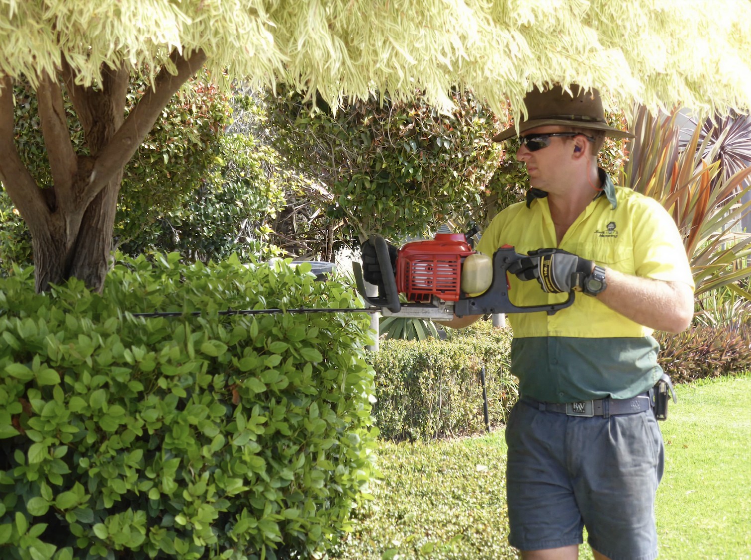 Hedge Trimming & Pruning