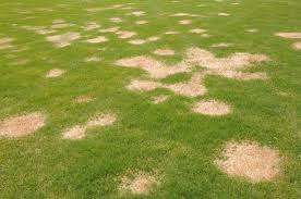 Lawn brown Patches