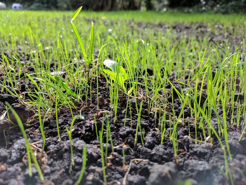Top tips for growing lawn from seed