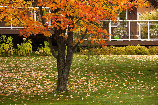 Autumn-Lawn-Care