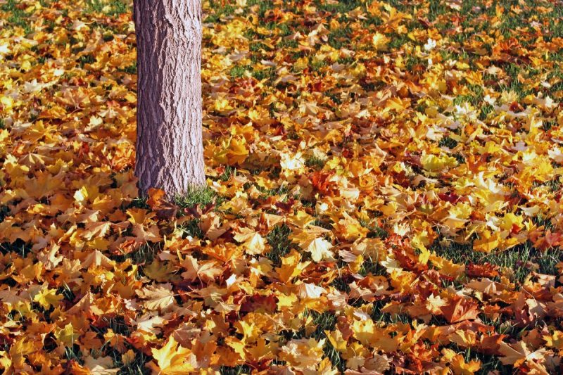 Consider Jim's Mowing for a fall cleanup of your garden