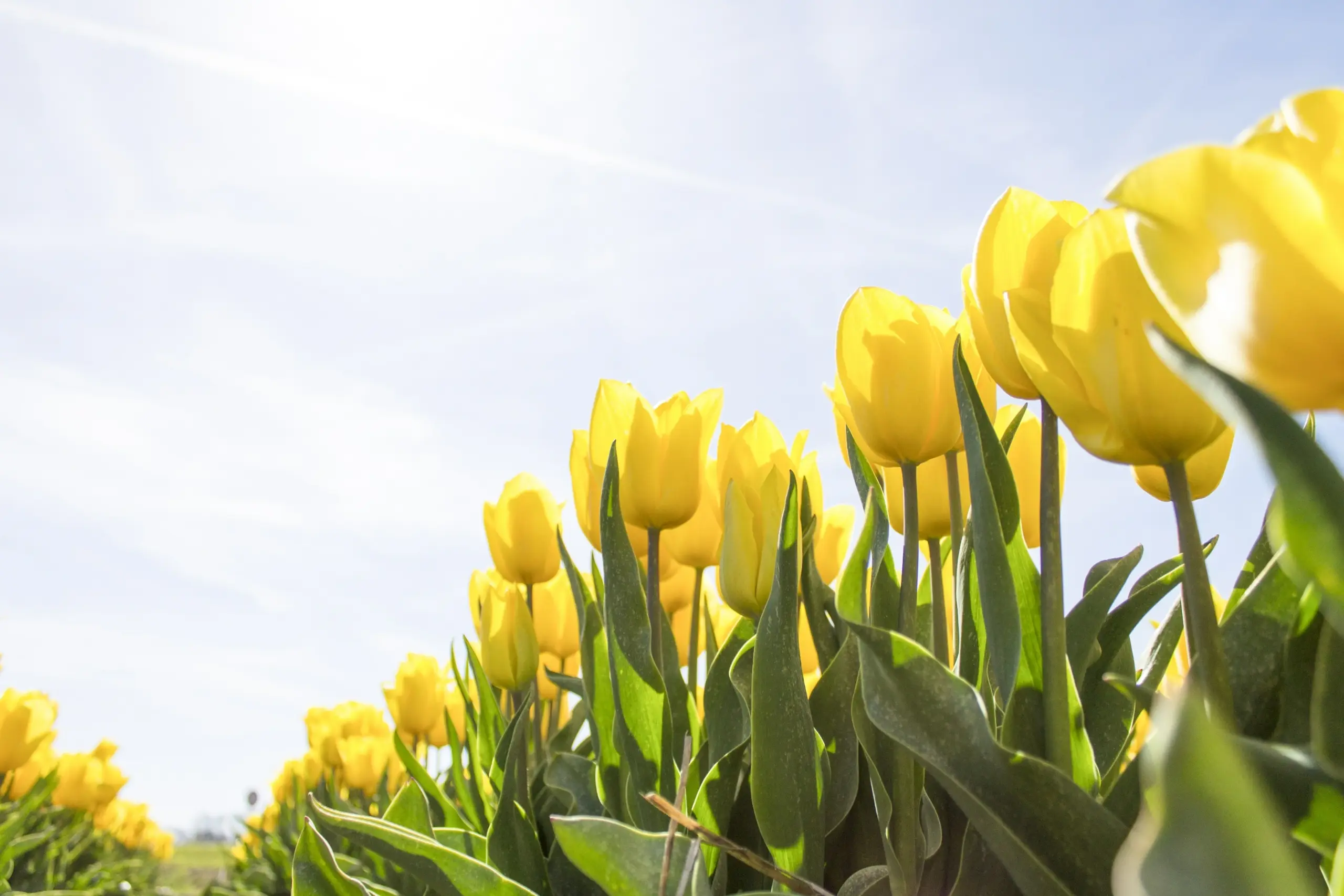Yellow tulips in bloom
